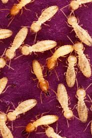 مكافحة النمل الابيض الارضة