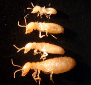 انواع النمل الابيض