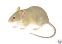 مكافحة الفئران المنزلية